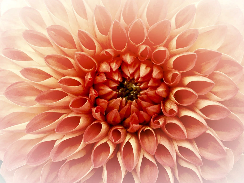 Beautiful Flower